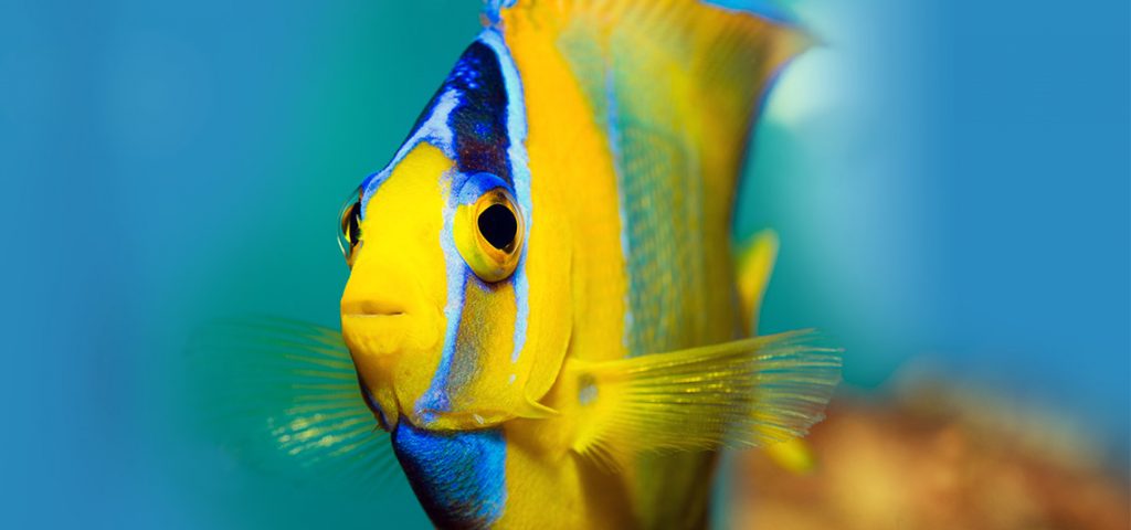 Angelfish in the water