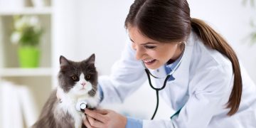 Vet checking out cat