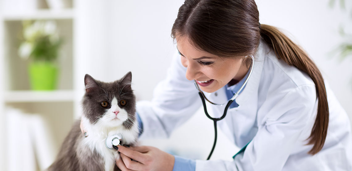 Vet checking out cat