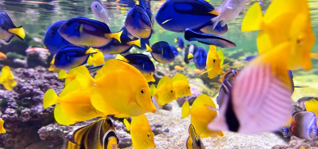 Yellow and blue fish swimming in a fish tank.