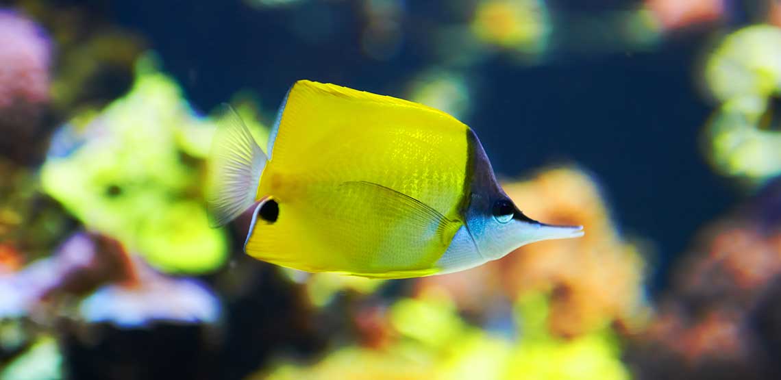 A yellow fish swimming.