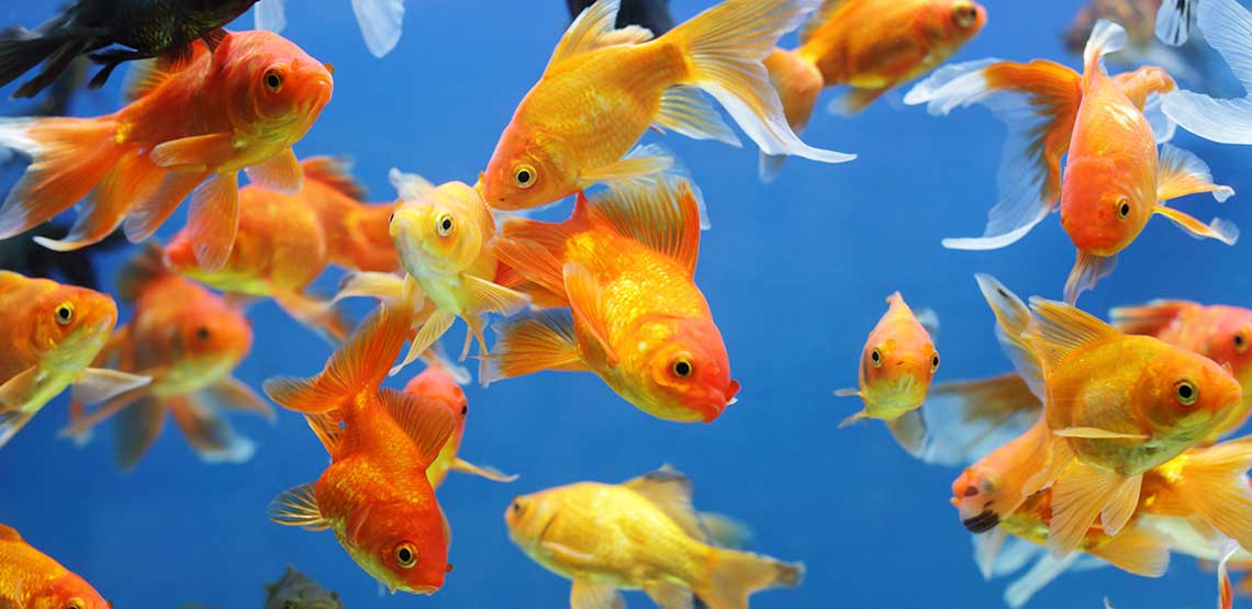 Goldfish swimming in a fish tank.