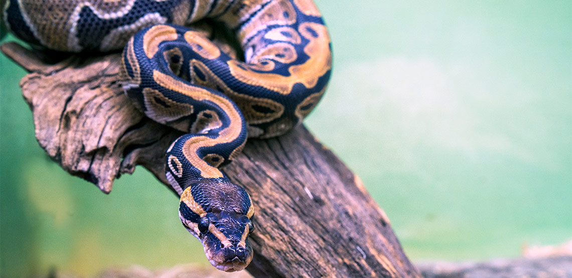 A ball python snake on a branch.