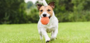 Dog with ball in his mouth