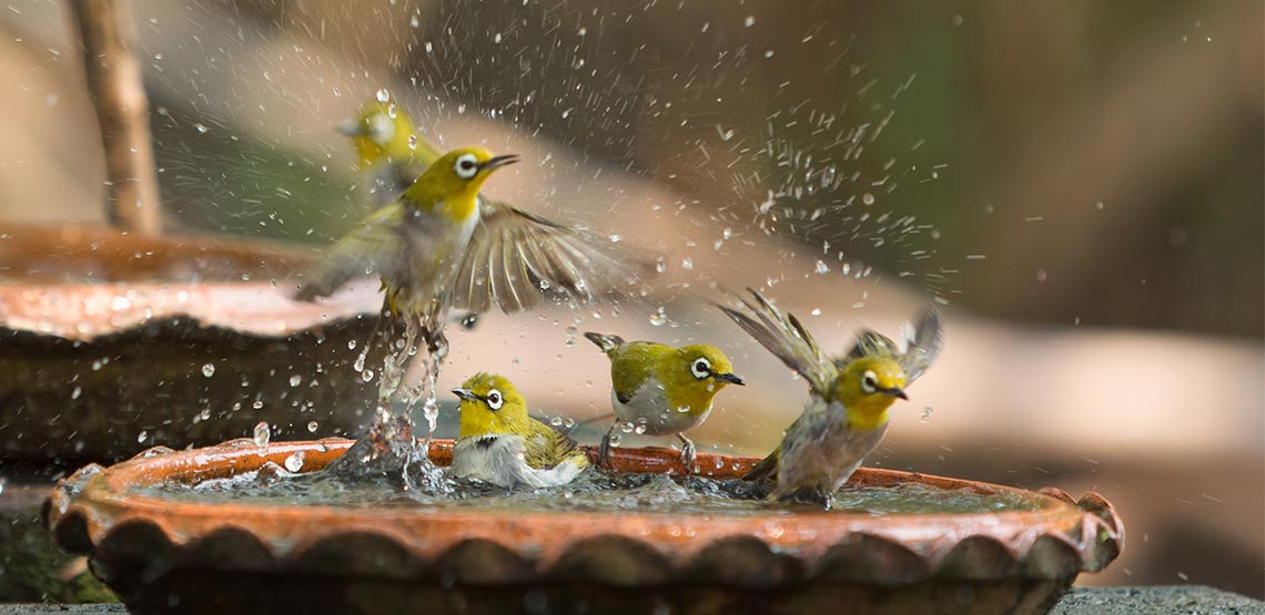 Birds in bird bath, splashing around