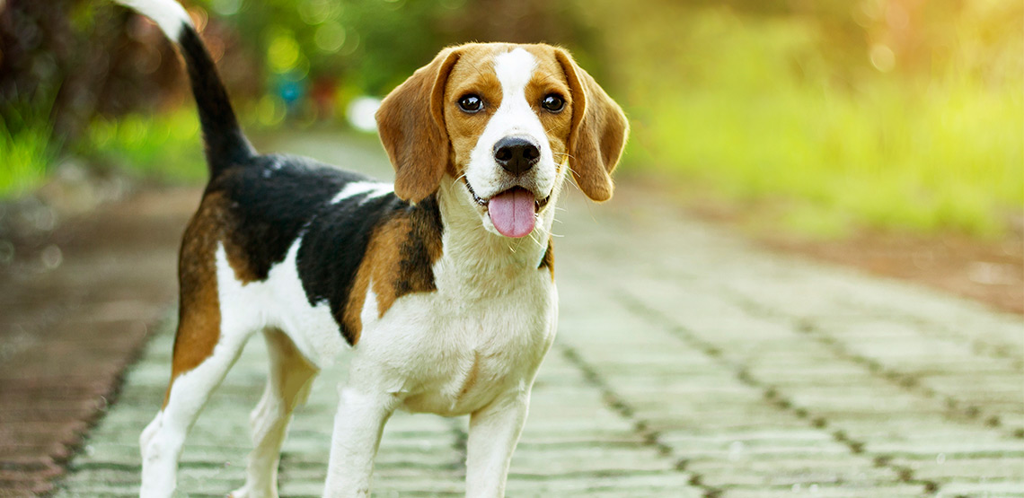Beagle dog stands on pathway with tongue hanging out.
