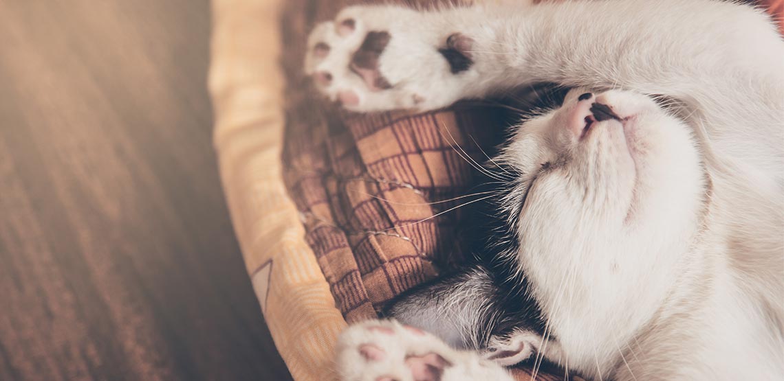 Cat lying on bed