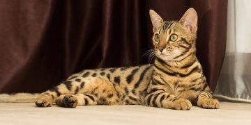 A Bengal cat lounges on the floor