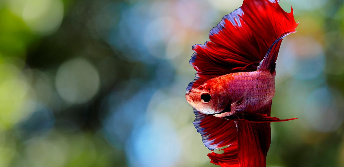 Red Betta fish in tank