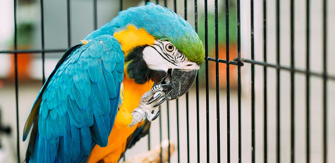 A bird sitting in its bird cage.