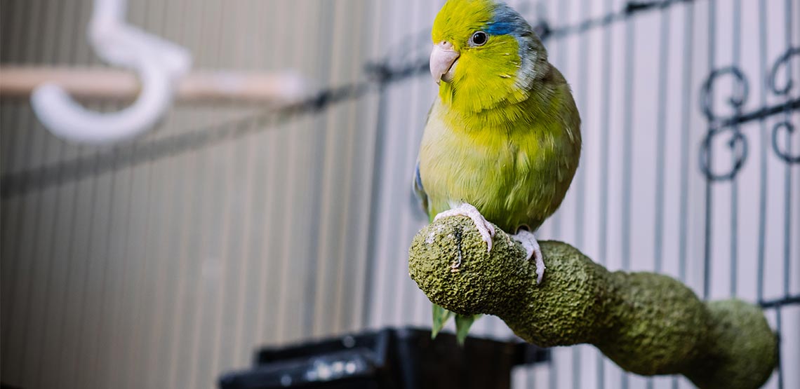 Bird on perch in cage