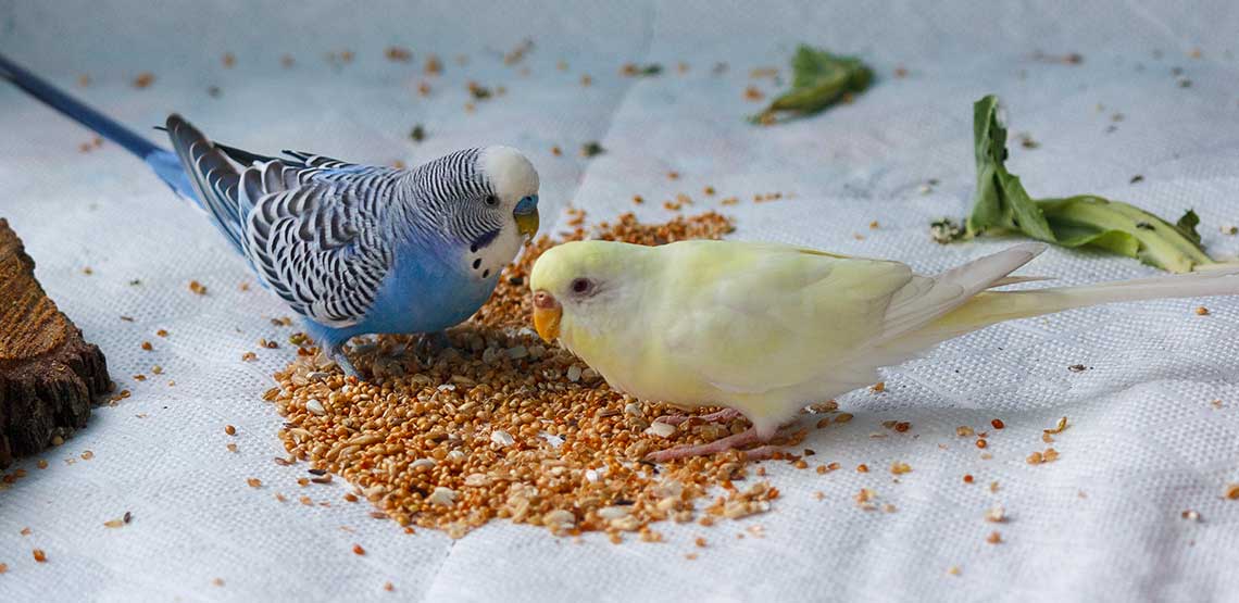 Two birds eating their bird food.