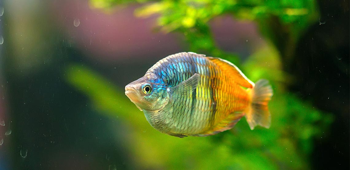 Boesemani Rainbowfish