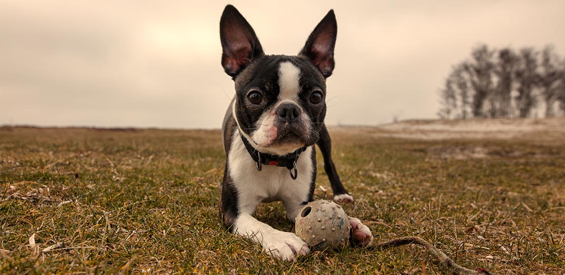 A Boston terrier sitting in field with ball.