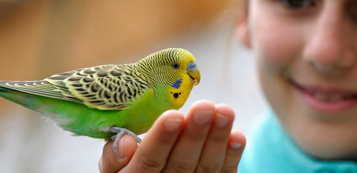 A pet bird sitting on its owner's hand.