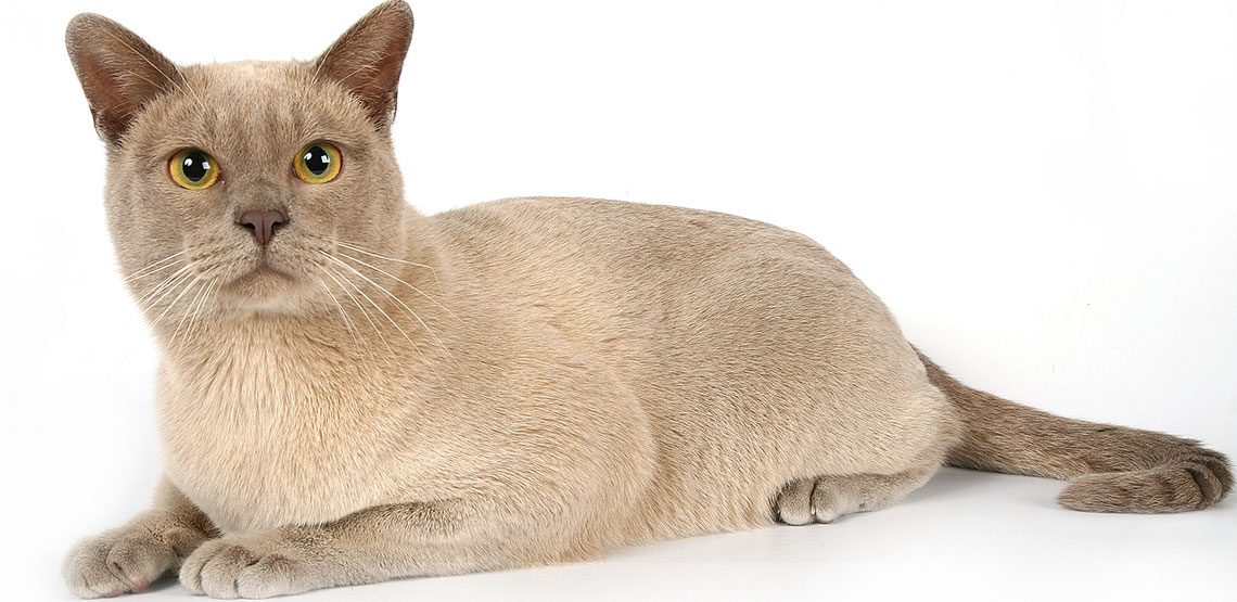 Burmese cat lying on ground on white background