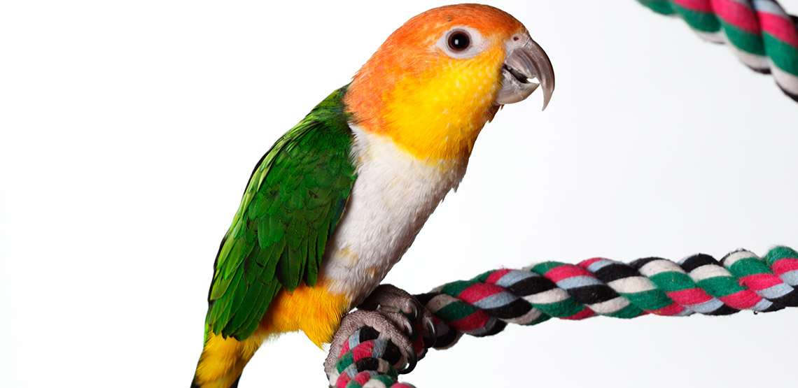 Caique hanging off a rope