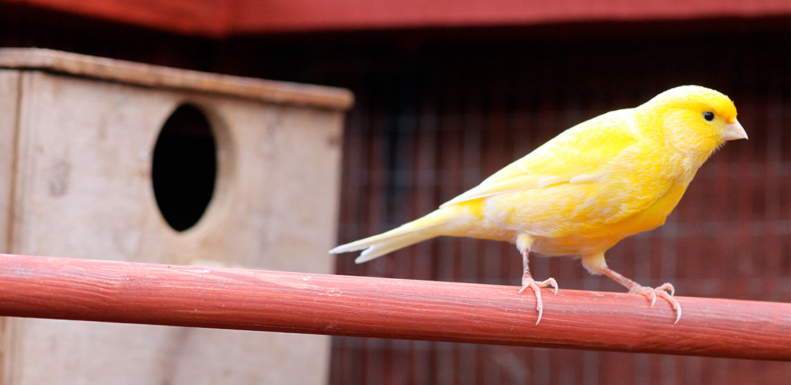 Canary sitting on a perch