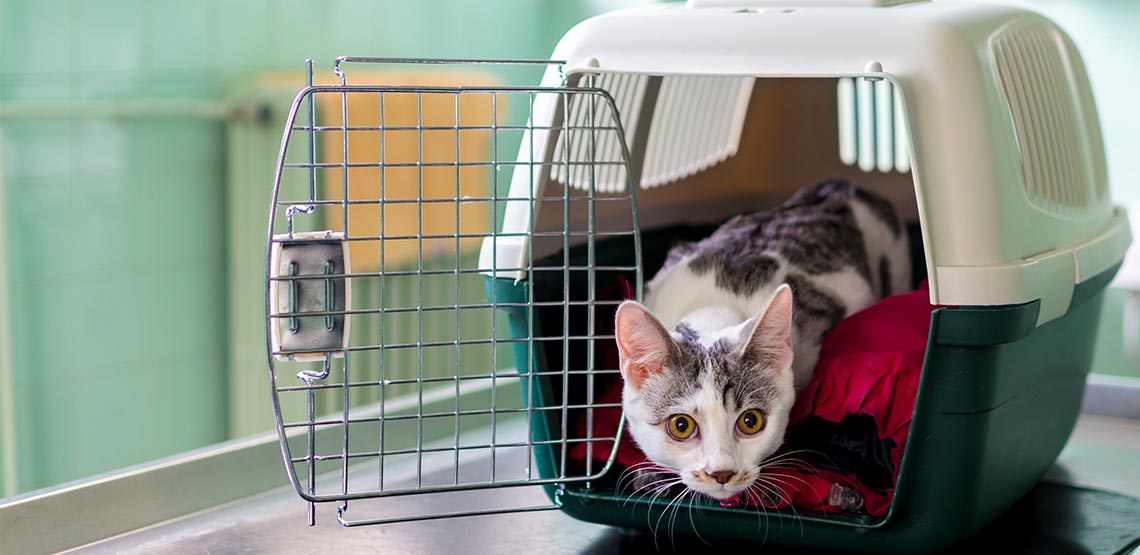 Cat inside a pet carrier