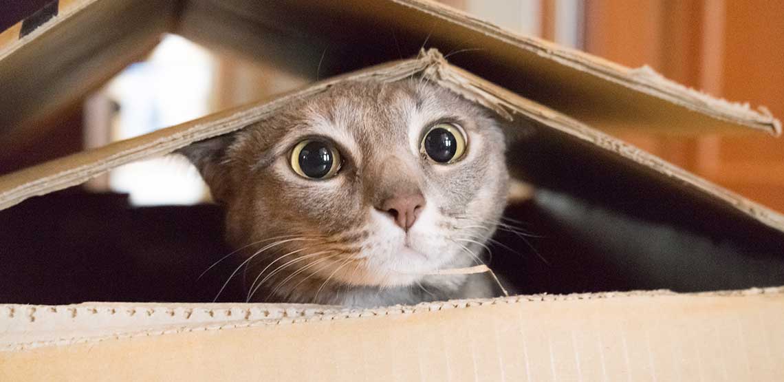A cat playing in a cardboard box.