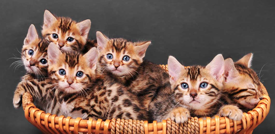Kittens sitting in a basket.