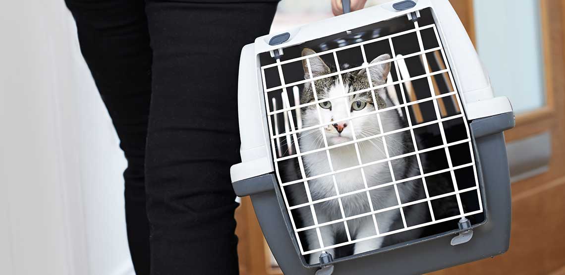 Cat Carrier An Easy Transportation Option For Cat Owners