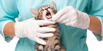 A kitten having its teeth checked by a vet.
