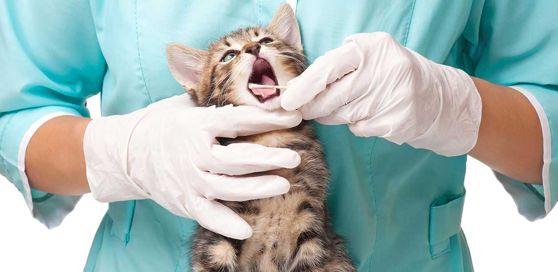 A kitten having its teeth checked by a vet.