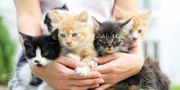 A woman holding four kittens.