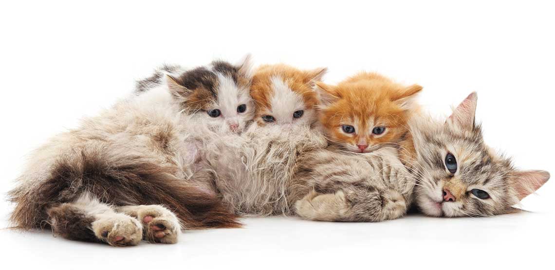 A mother cat with her kittens.