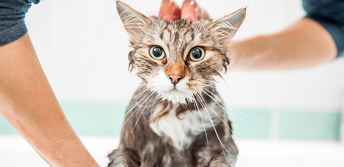 Cat Shampoo What to Look for When Making a Purchase