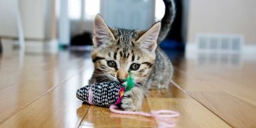 A kitten playing with a cat toy.