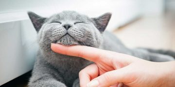 A grey cat being scratching under its chin.