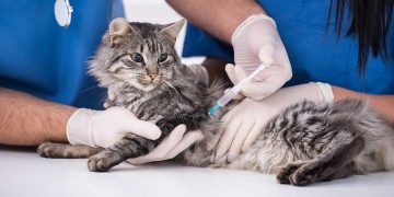 A cat receiving a vaccine at the vet's office.