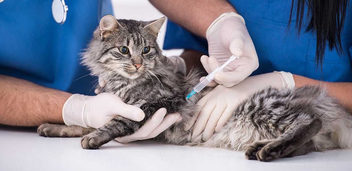 A cat receiving a vaccine at the vet's office.