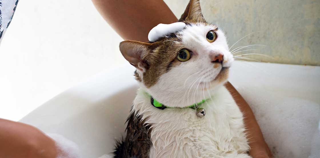A cat with bubbles on their head.