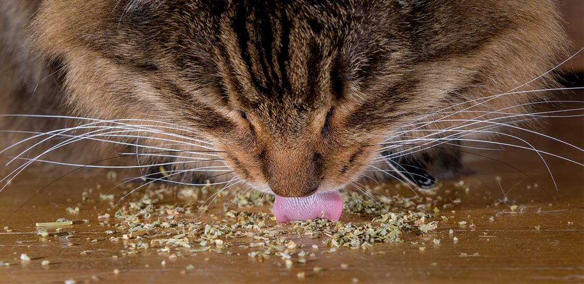 Cat licking catnip off the floor
