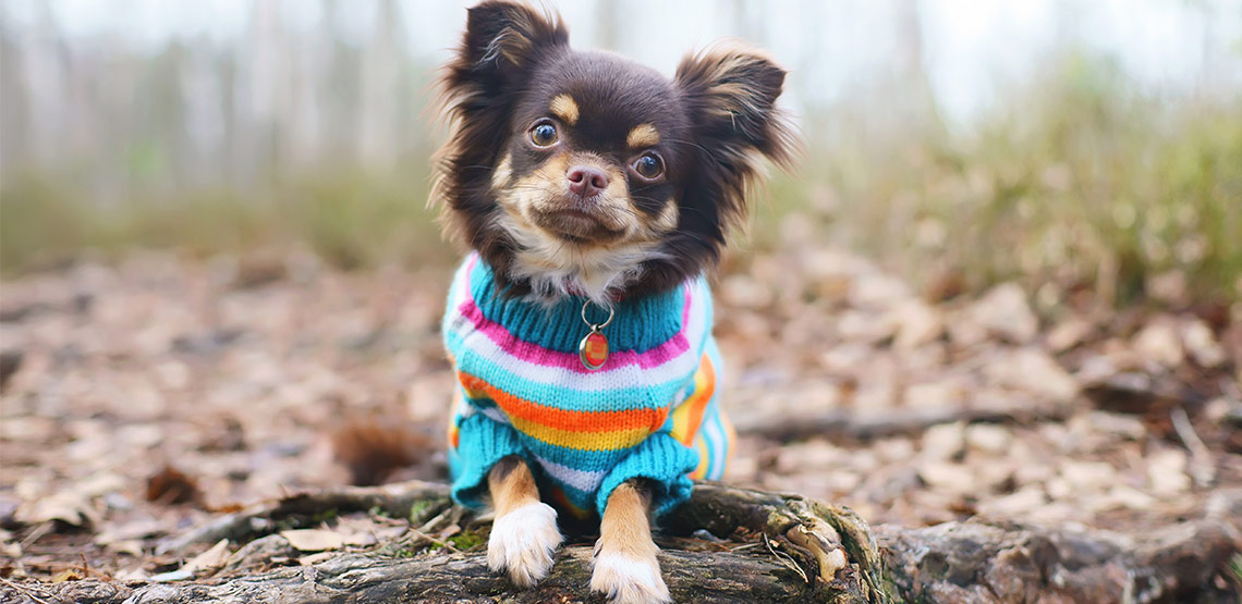 Chihuahua in a knitted sweater lying on a log
