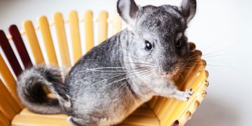 Chinchilla sitting in a wooden bowl