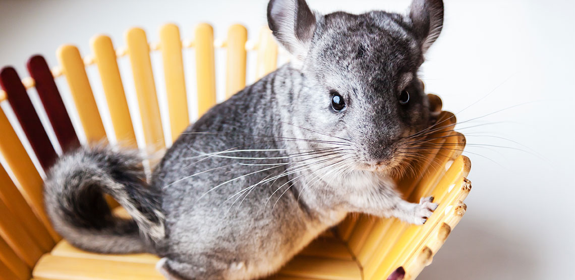 Chinchilla sitting in a wooden bowl