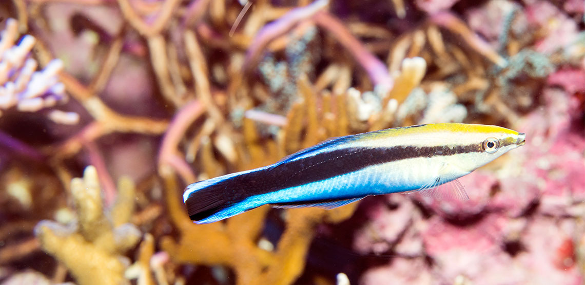 Cleaner wrasse fish