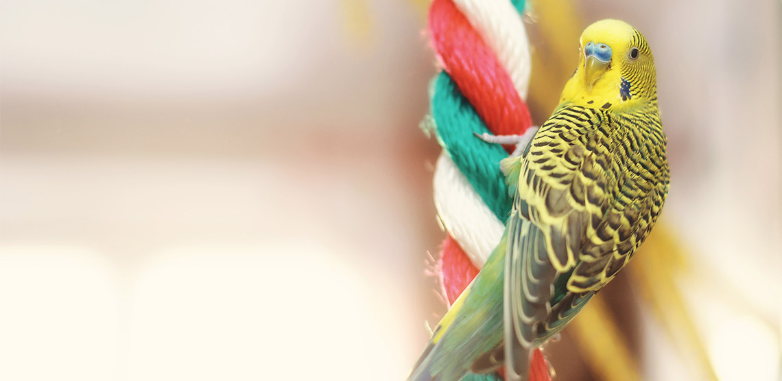 Bird hanging on a rope