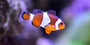 A clown fish swimming in saltwater.