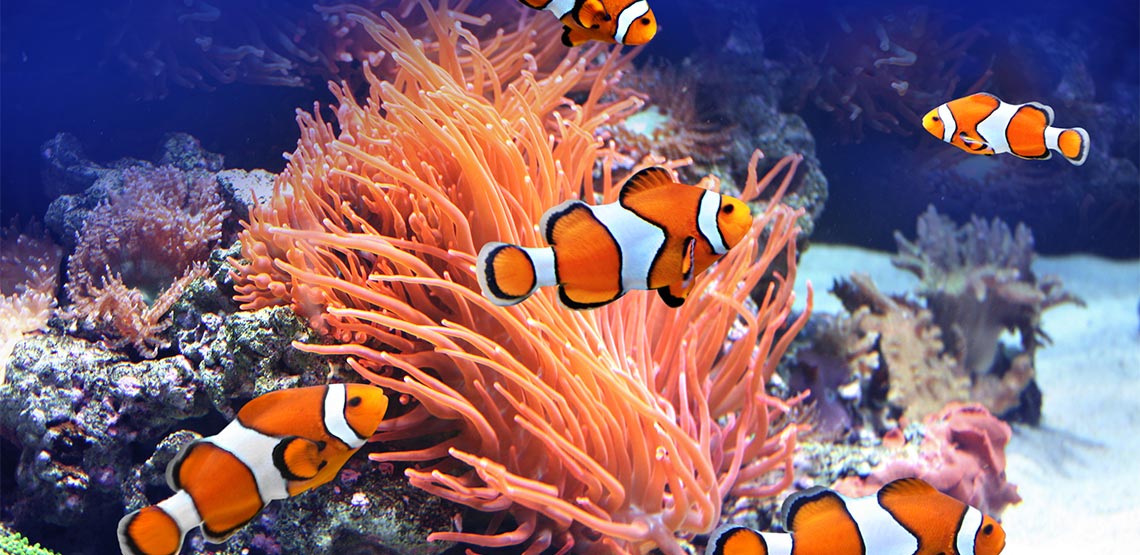 Saltwater Aquarium Fish 9 Of The Most Popular Kinds Of Fish