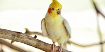 Cockatiel sits on a perch in a cage