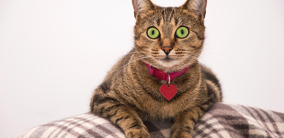 Cat wearing pink collar with a heart on it