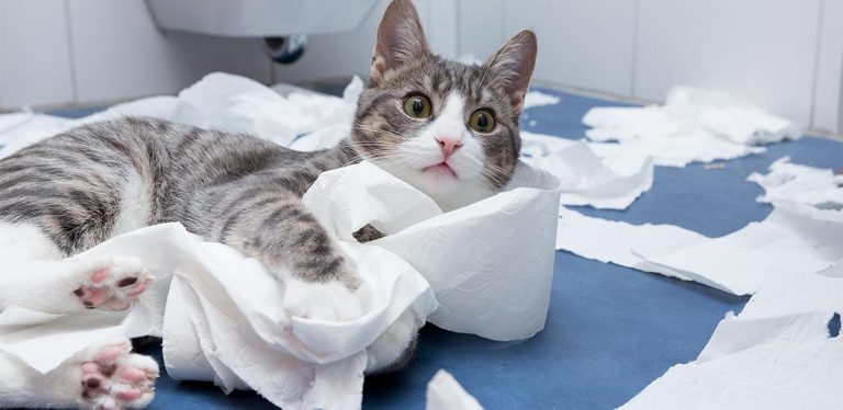 Cat ripping up toilet paper in bathroom