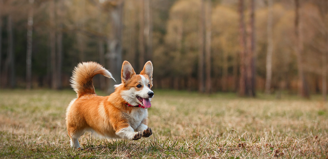 Corgi dog running in field