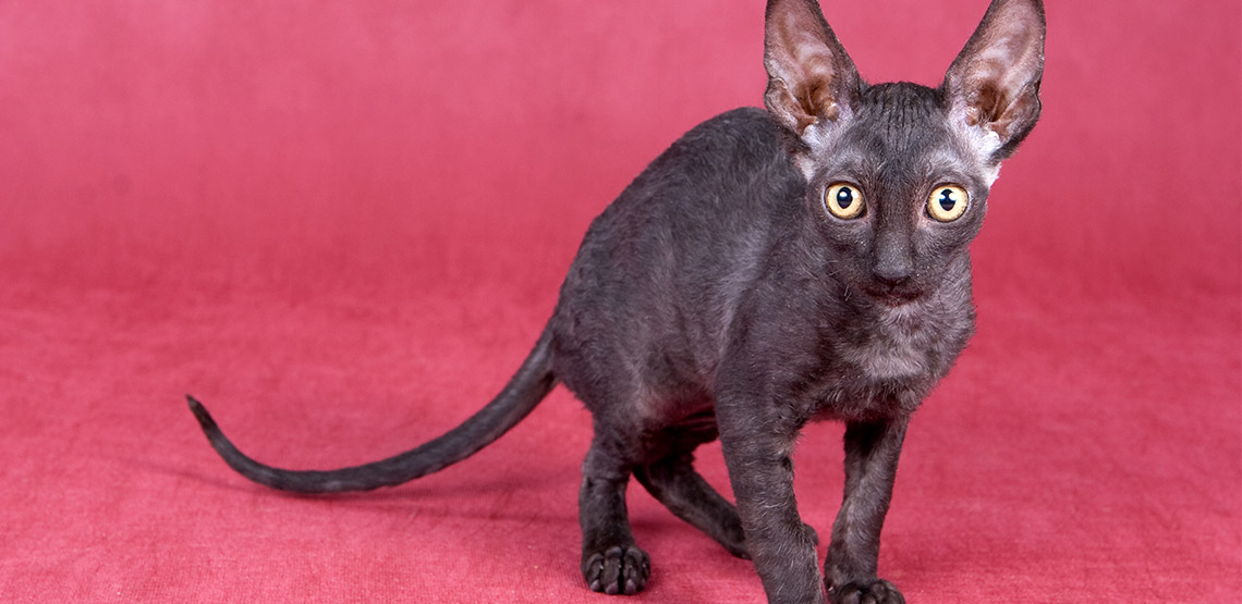 Cornish Rex on red background