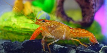 Crayfish sitting on bottom of tank